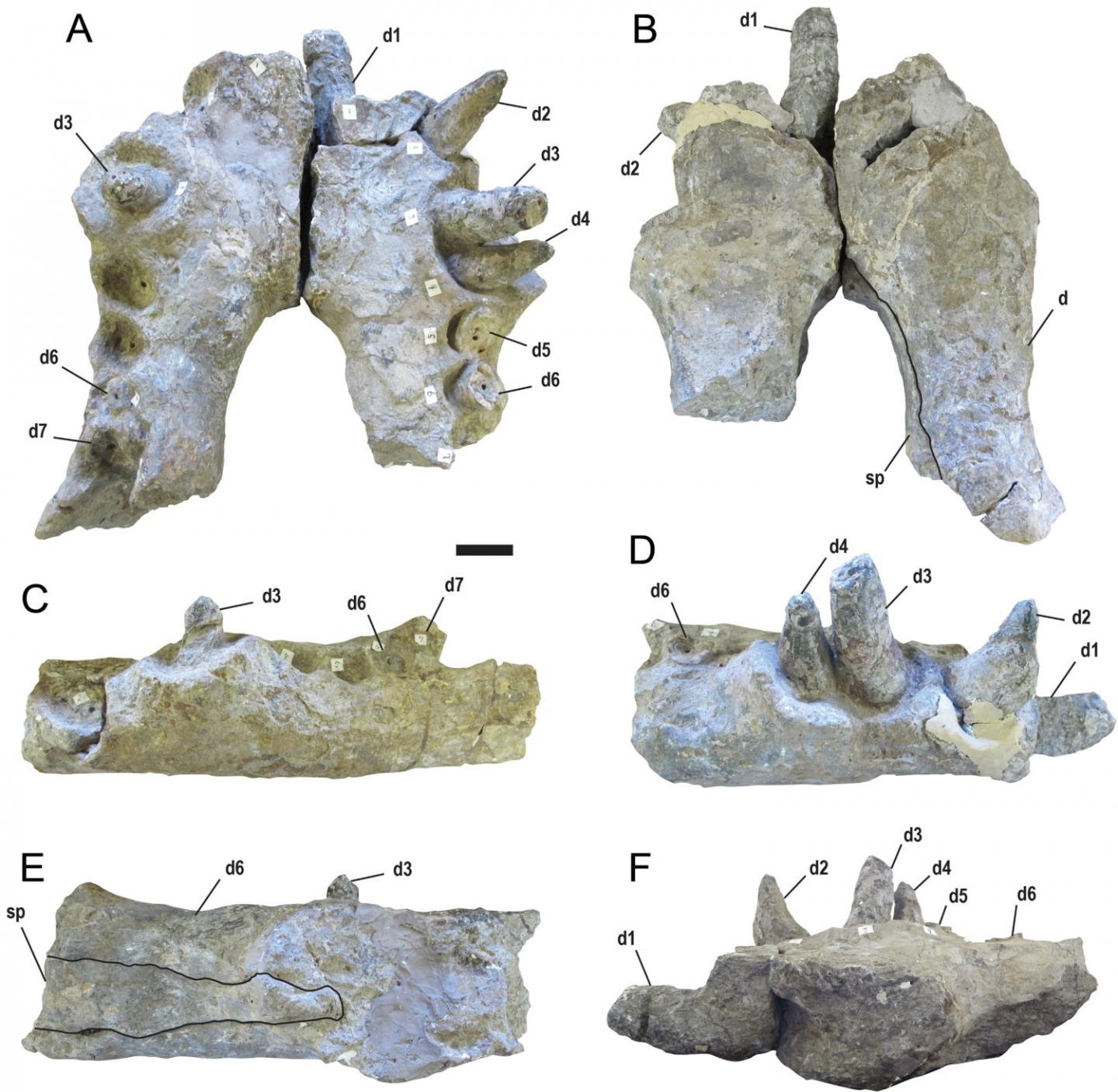 Deinosuchus riograndensis teeth