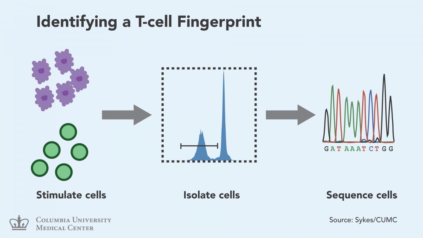 Identifying a T-cell Fingerprint