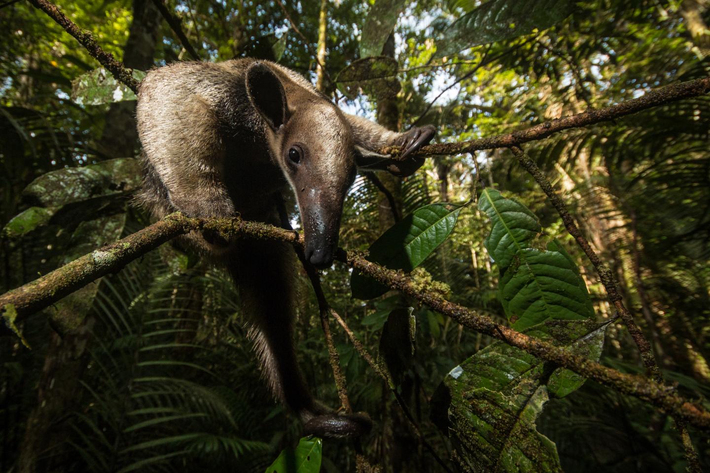 tropical rainforest anteaters