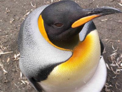 King Penguin