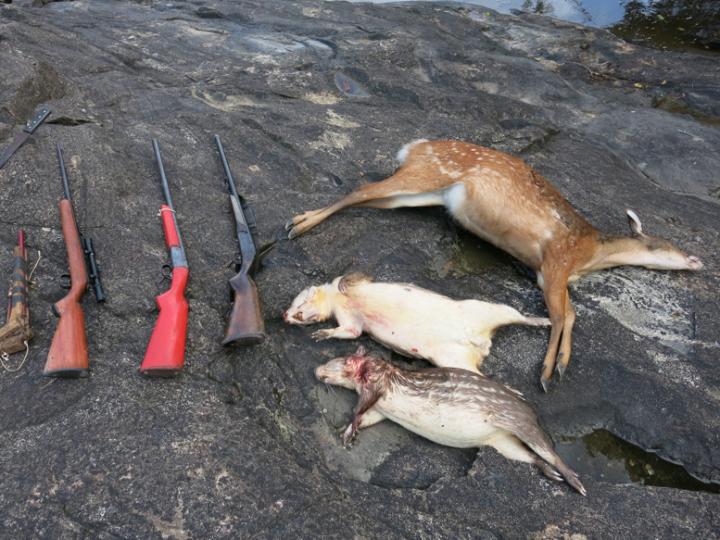 Illegal Activity in Amapá National Forest