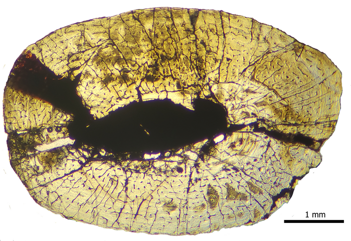 Histological growth