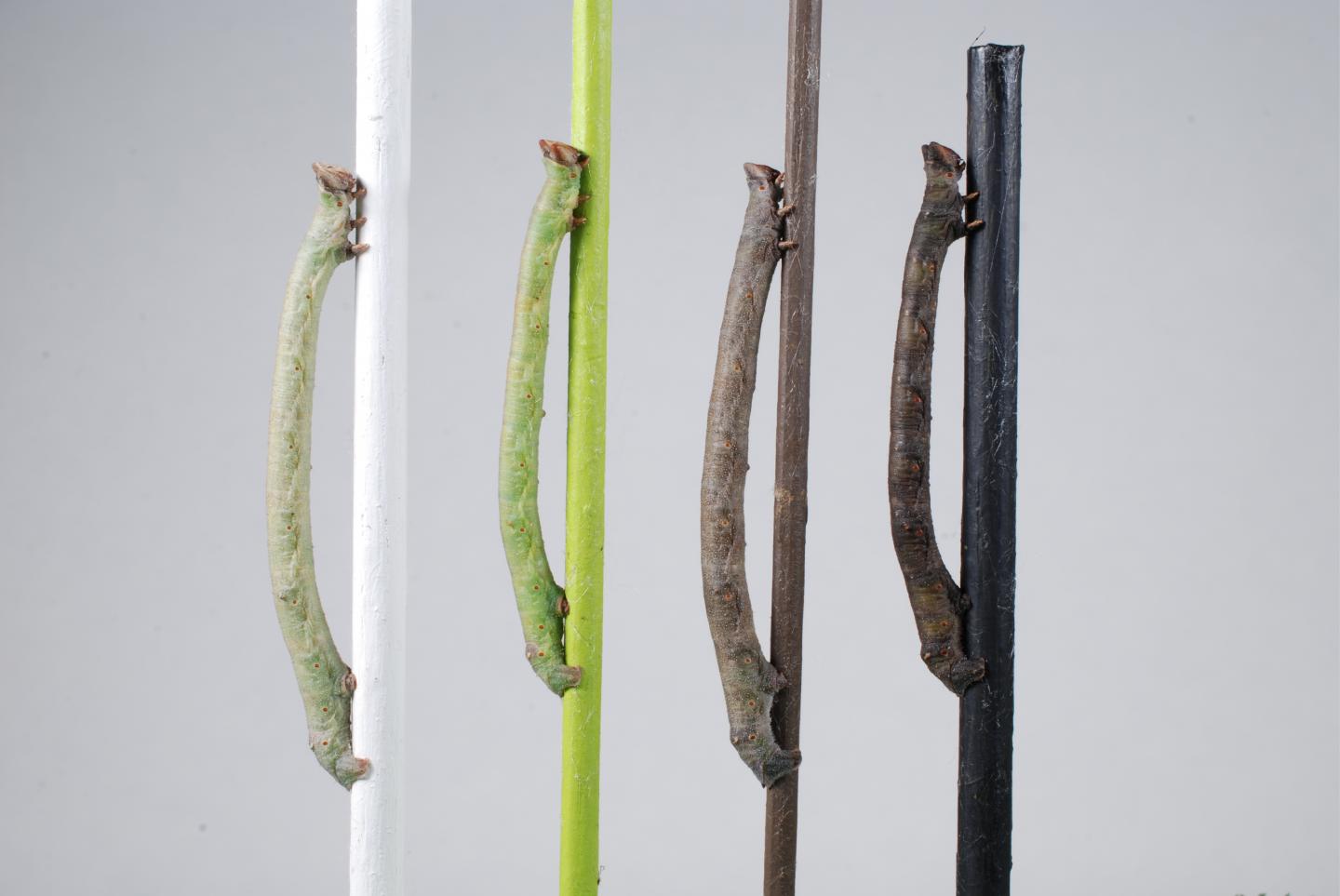 Caterpillars of the Peppered Moth Sense Color through Their Skin