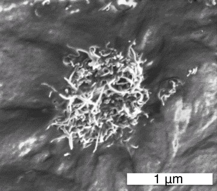 Dustbunny Carbon Nanotube