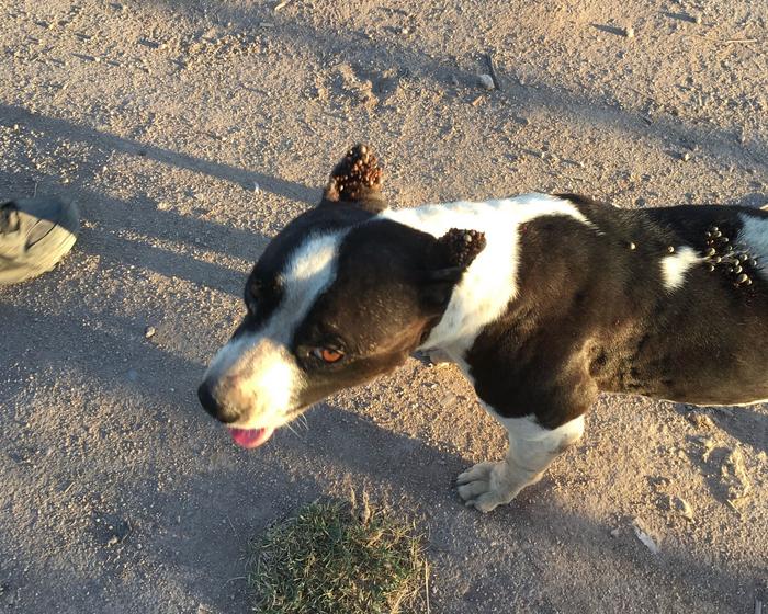 Dog with tick bites