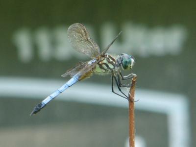 Dragonflies Stitch Together Ecosystems