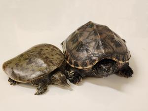 Turtle genome provides new clues on the evolution of vertebrates