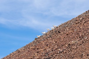 Bighorn sheep