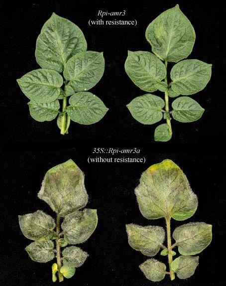 Resistant and Non Resistant Potato Leaves