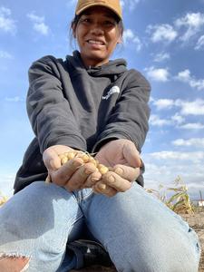 Growing the Four Corners potato