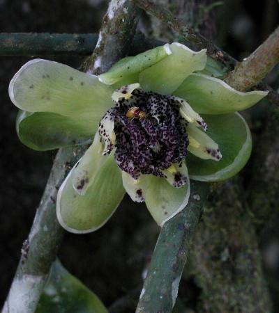 Austrobaileya Flower