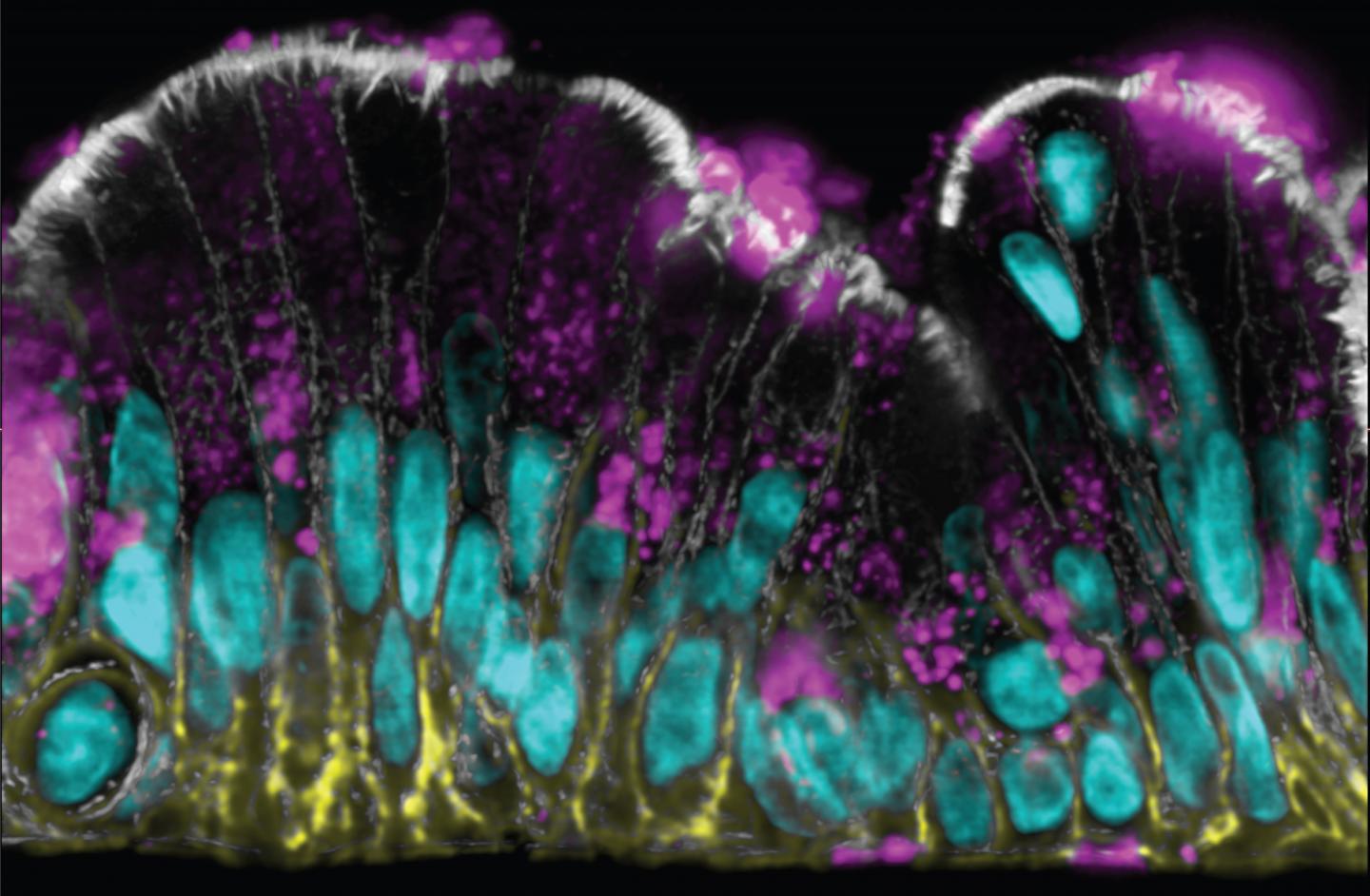 Cross Section of a Mucus-Producing Colon Chip