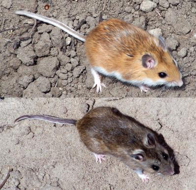 Deer Mice