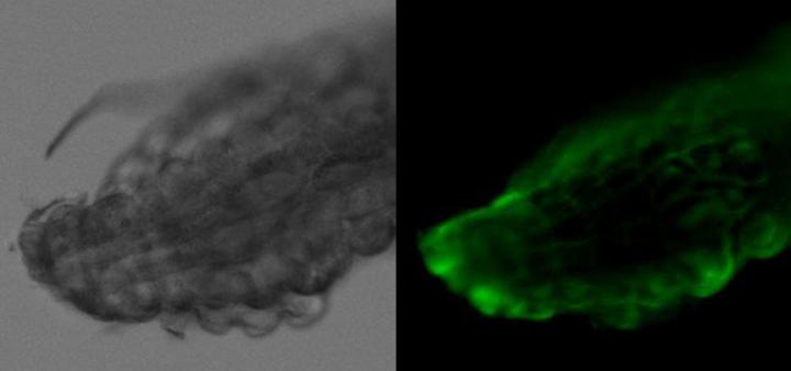 Antibodies Recognize CRVP379 Protein in Dissected <i>Aedes</i> Midguts