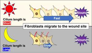 Fibroblasts changes their migration speed to the wound site depending on the circadian rhythms of primary cilium length.