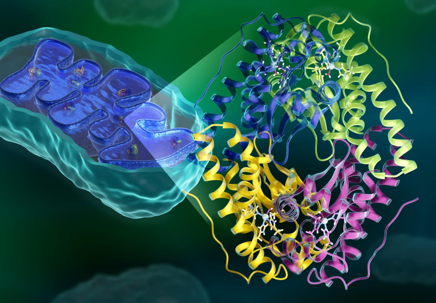 Scientists reveal elusive inner workings of antioxidant enzyme with therapeutic potential