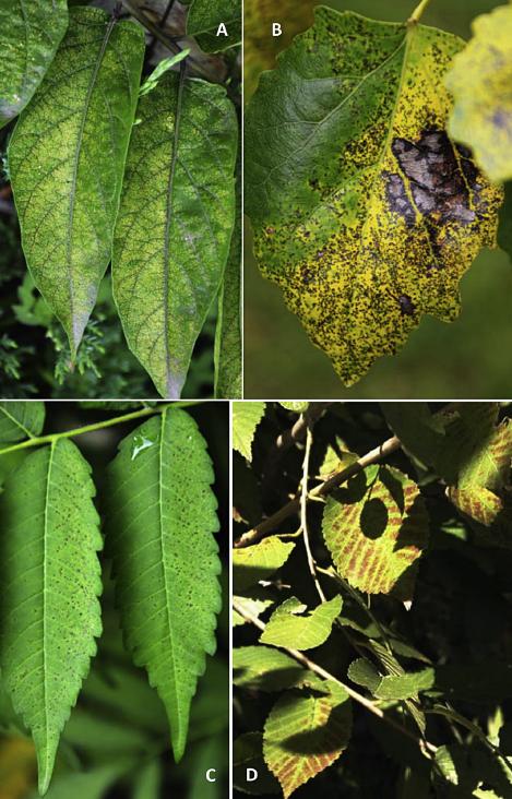 The Ozone (O3) Injury Symptoms on Sensitive Trees