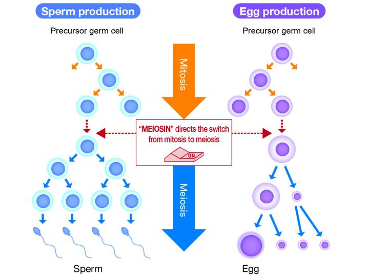 The Meiosin Gene Initiates the Switch from Mitosis to Meiosis