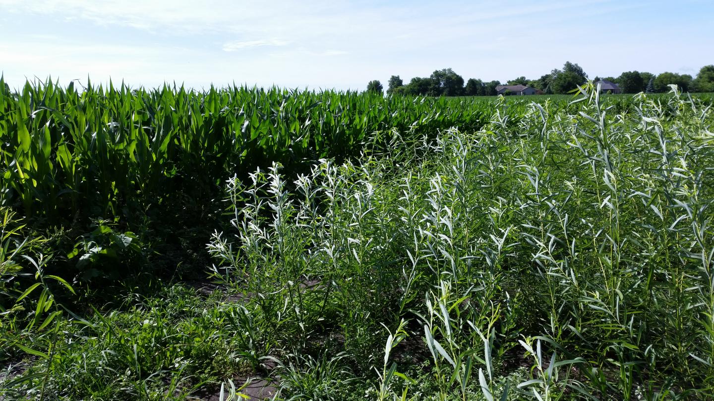 Scientists Study Ways to Integrate Biofuels and Food Crops on Farms