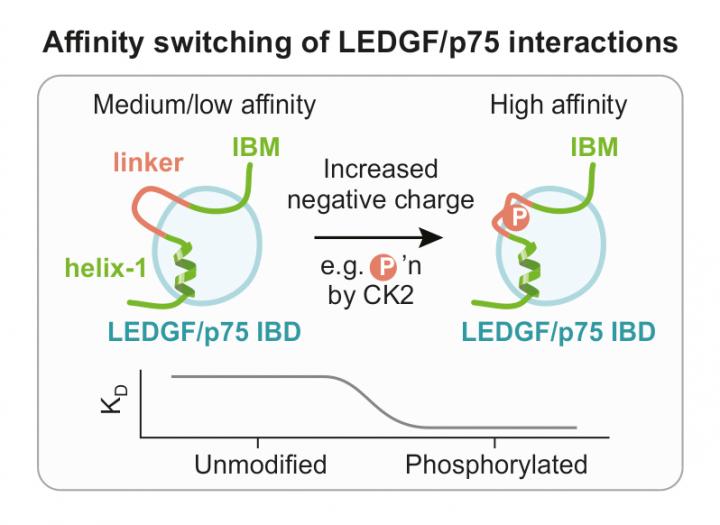 Affinity Switching of LEDGF/p75 Interactions