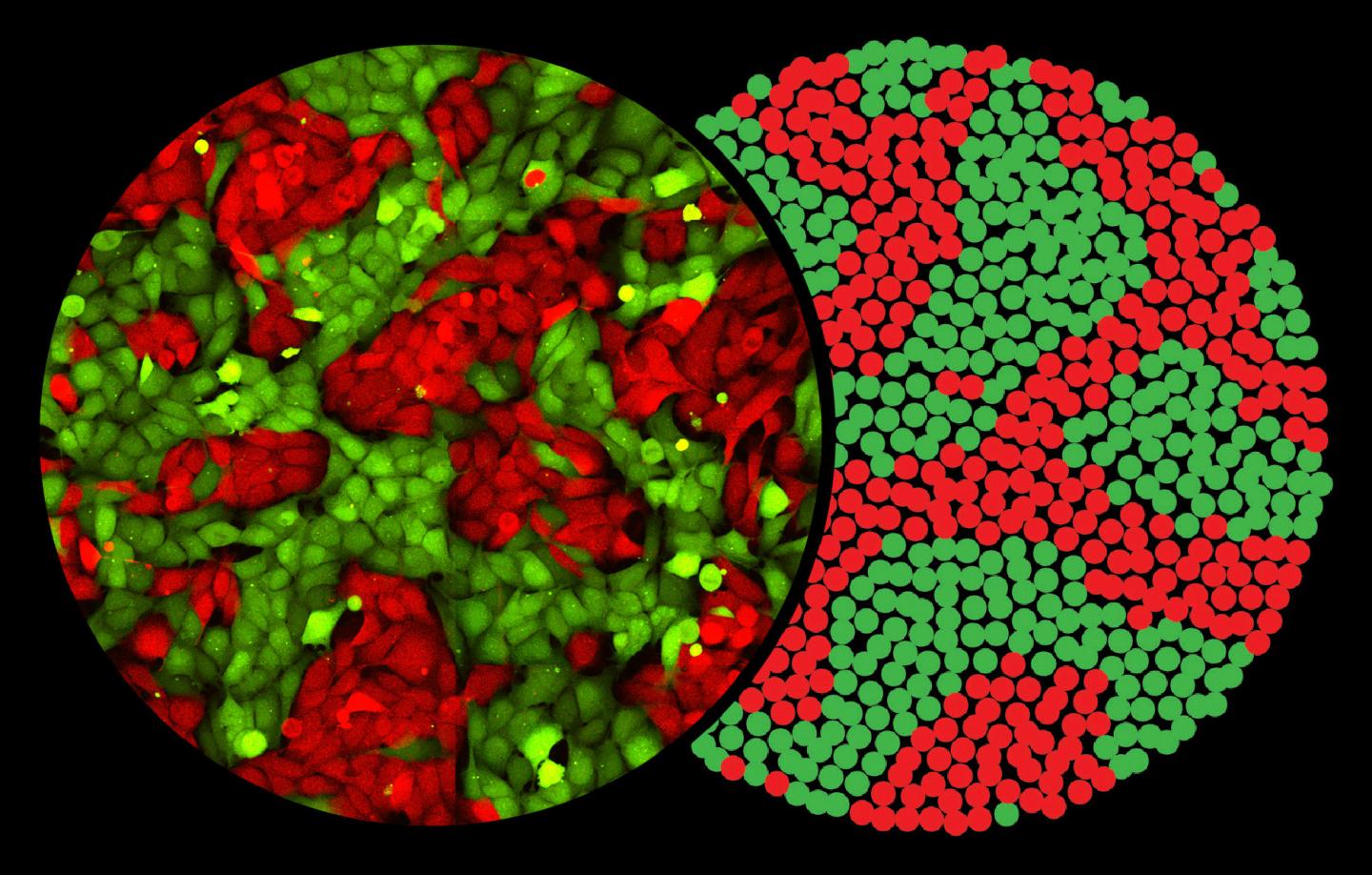 Cell Imaging (Left) and Computer Simulations (Right)