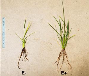 Comparision of Rice Plants