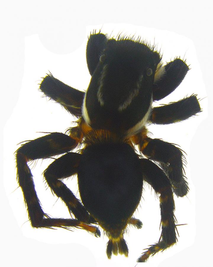 <i>Stenaelurillus Albus</i>