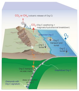 burial and deep subduction of organic carbon