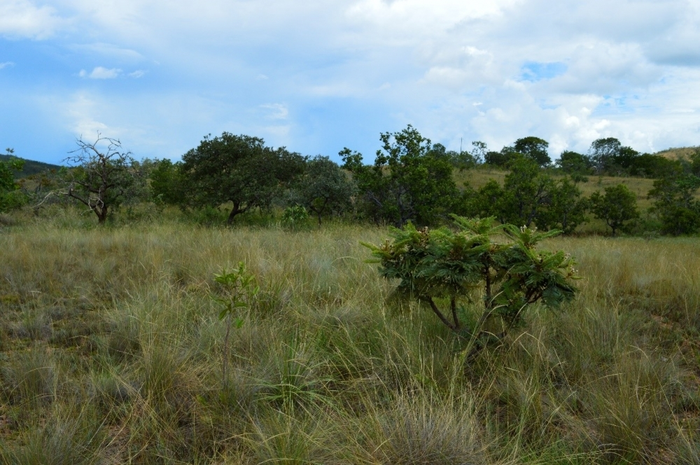 Distribution and diversity in the Cerrado