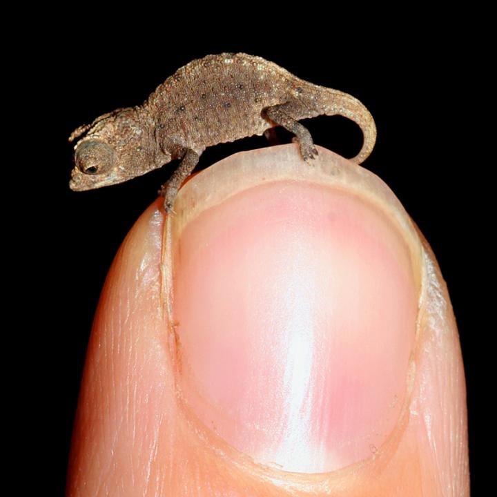 Brookesia micra