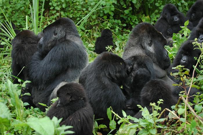 Grooming mountain gorillas in Bwindi National Park, in a multi-silverback group which is particular to mountain gorillas