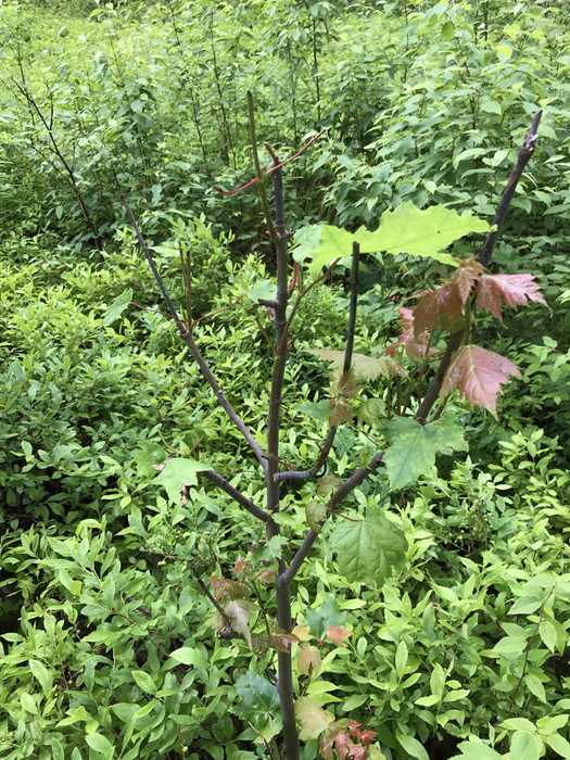 Seedlings nipped off by browsing deer