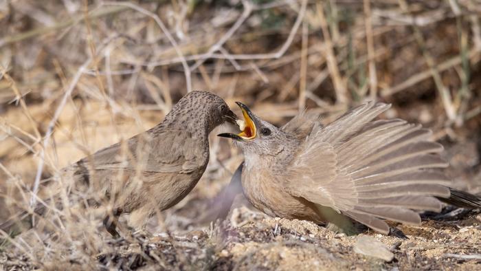 Arabian babblers in the Arava desert