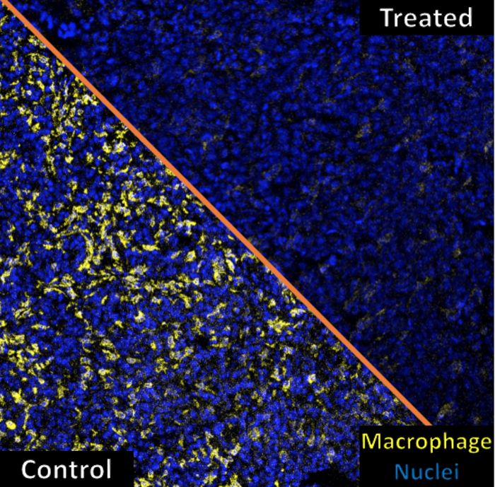 Mice with lung cancer