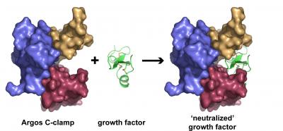 Fruit Fly Protein Decoy