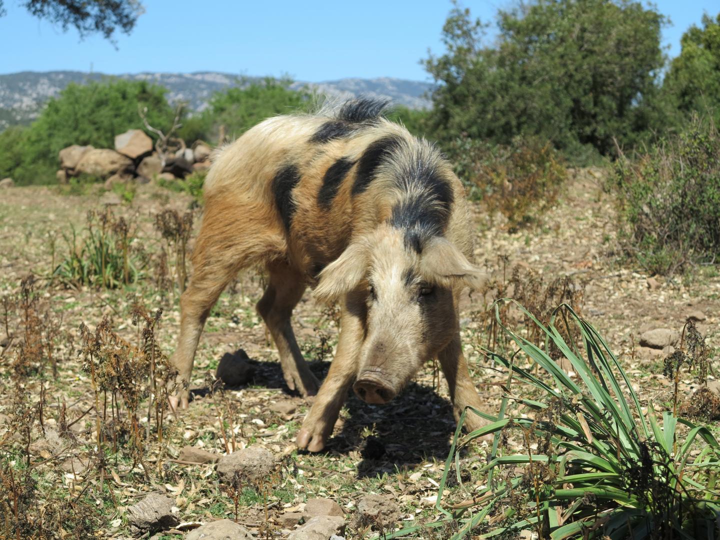 Feral Male Juvenile Pig