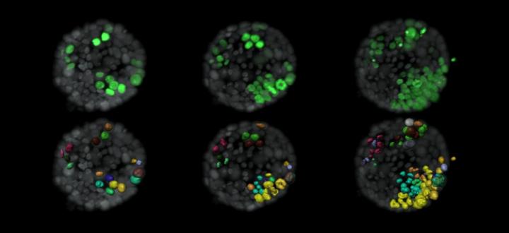 Tumour Cell Evolution