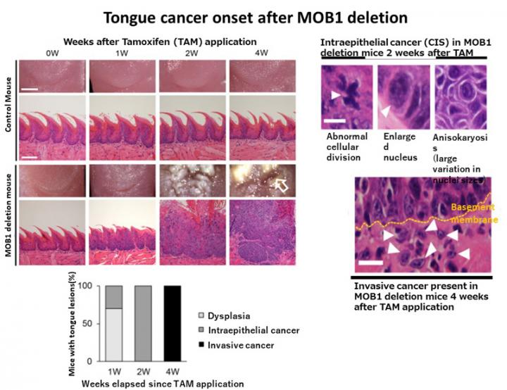 Figure 1. The creation of the world's fastest mouse model of cancer development