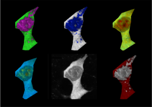 A mammalian cell stained with fluorescence polymeric thermometers and falsely-coloured based on temperature gradients.