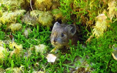 A Pika Peers out from behind Thick Moss in Oregon's Columbia River Gorge