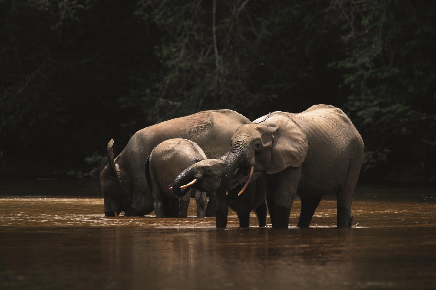 Family of forest elephants