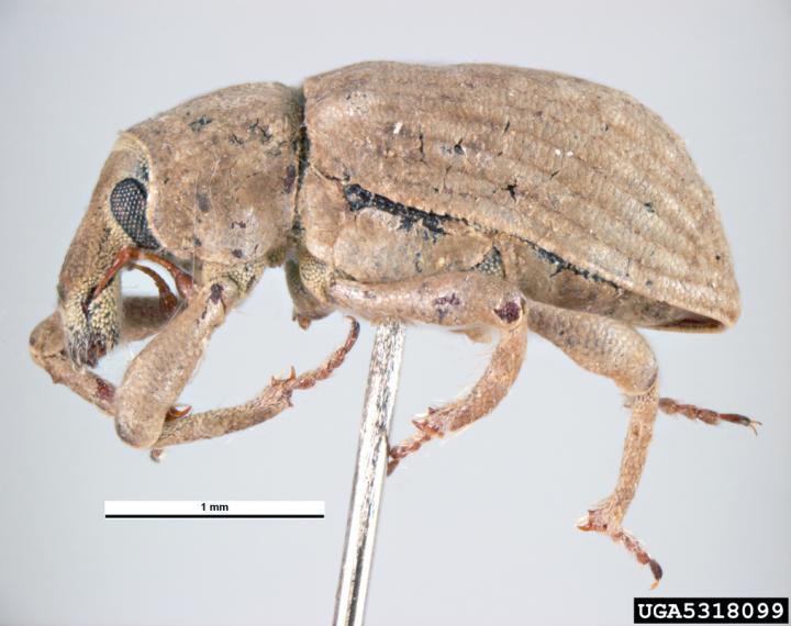 Rice Water Weevil [IMAGE] EurekAlert! Science News Releases