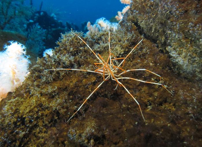Giant Antarctic Sea Spider IMAGE EurekAlert Science News Releases