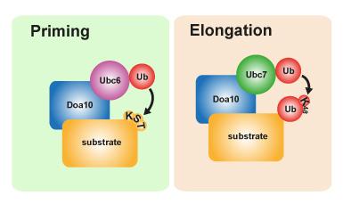 Protein Quality Control