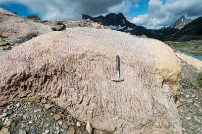 Cloudina-Bearing Fossil Outcrop. Salient Mountain, Canadian Rockies.