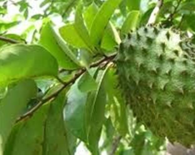 Soursop leaves