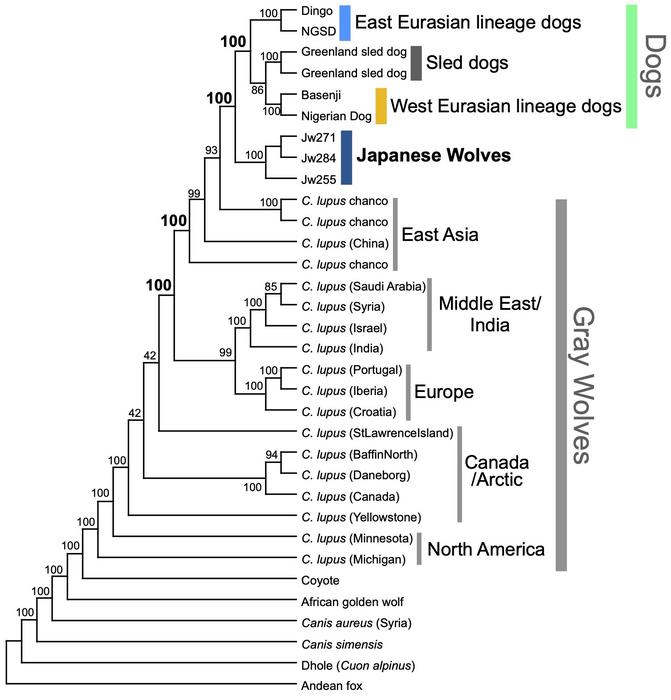 Phylogenetic relationships between Japanese wolves and other wolves/dogs.