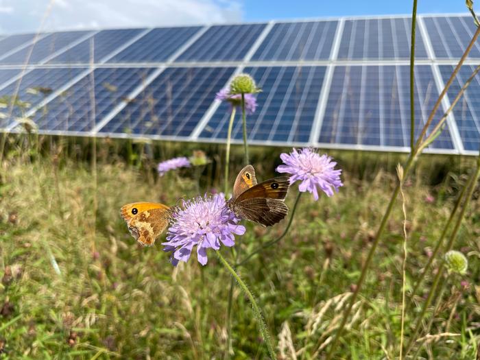 Meadow Brown and Gatekeeper butterflies on a UK solar park