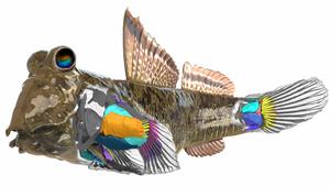 The mudskipper anatomy