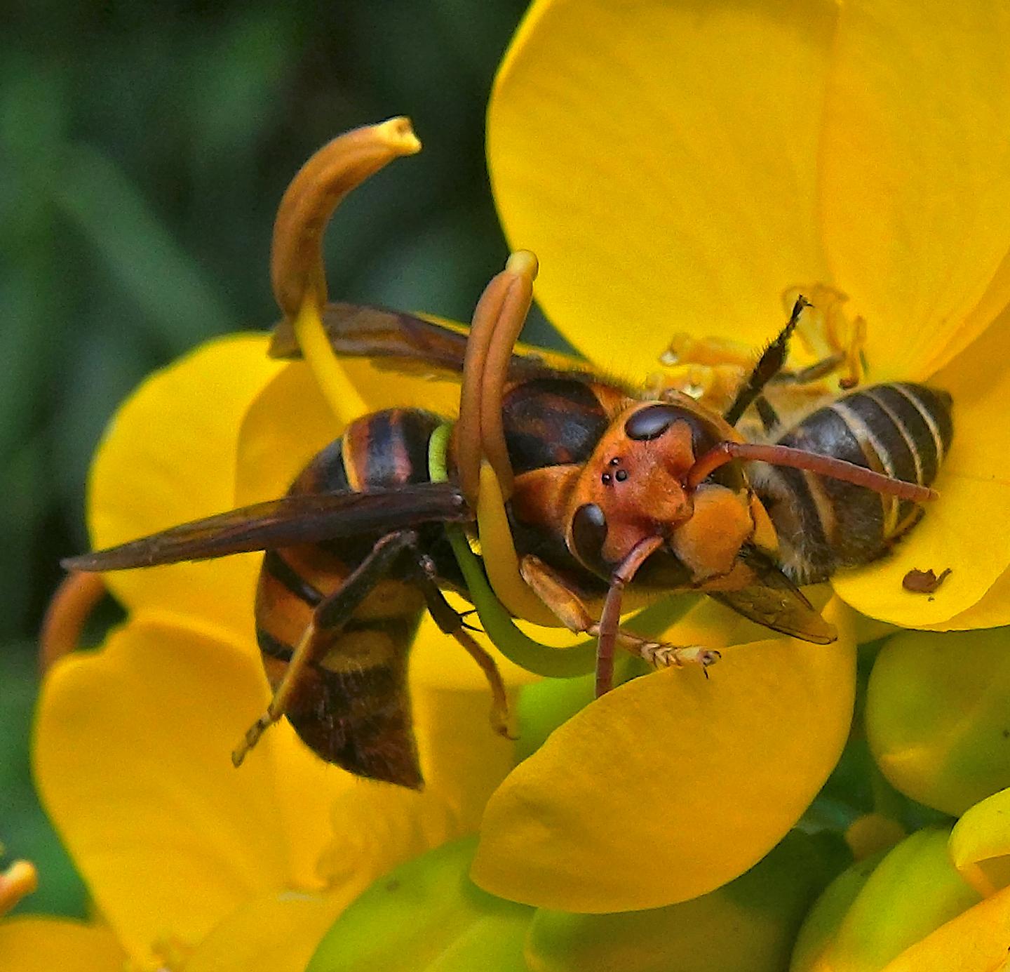 Hornet Attacking Forager